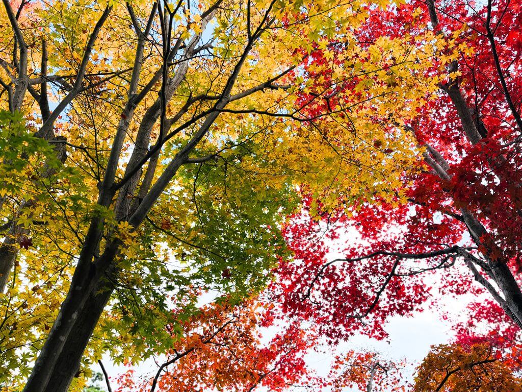 昭和記念公園日本庭園の紅葉