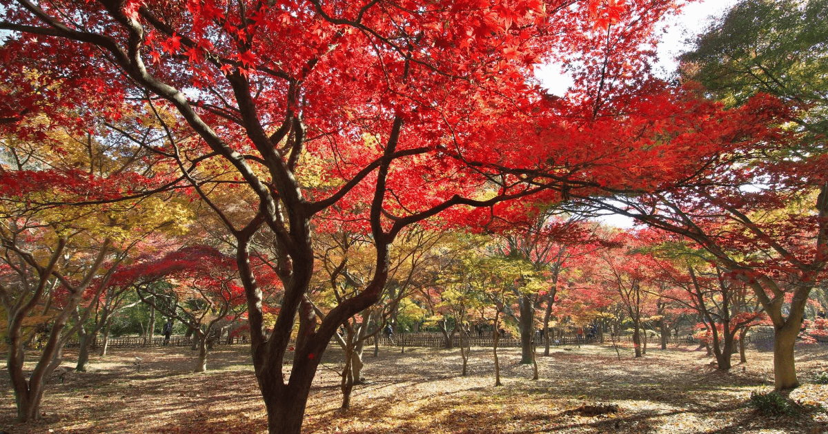 神代植物公園紅葉