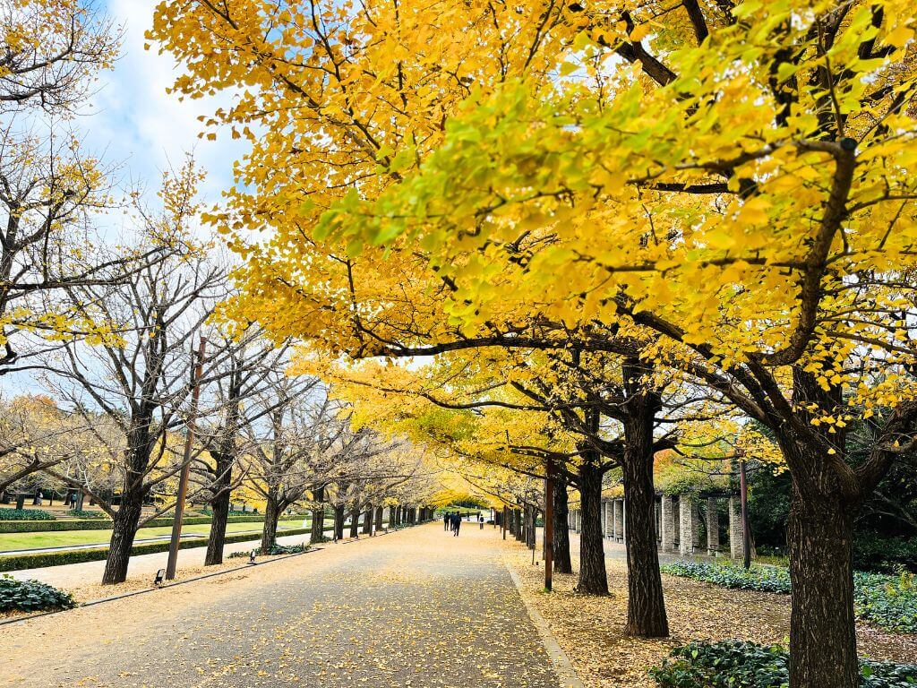 昭和記念公園イチョウの紅葉