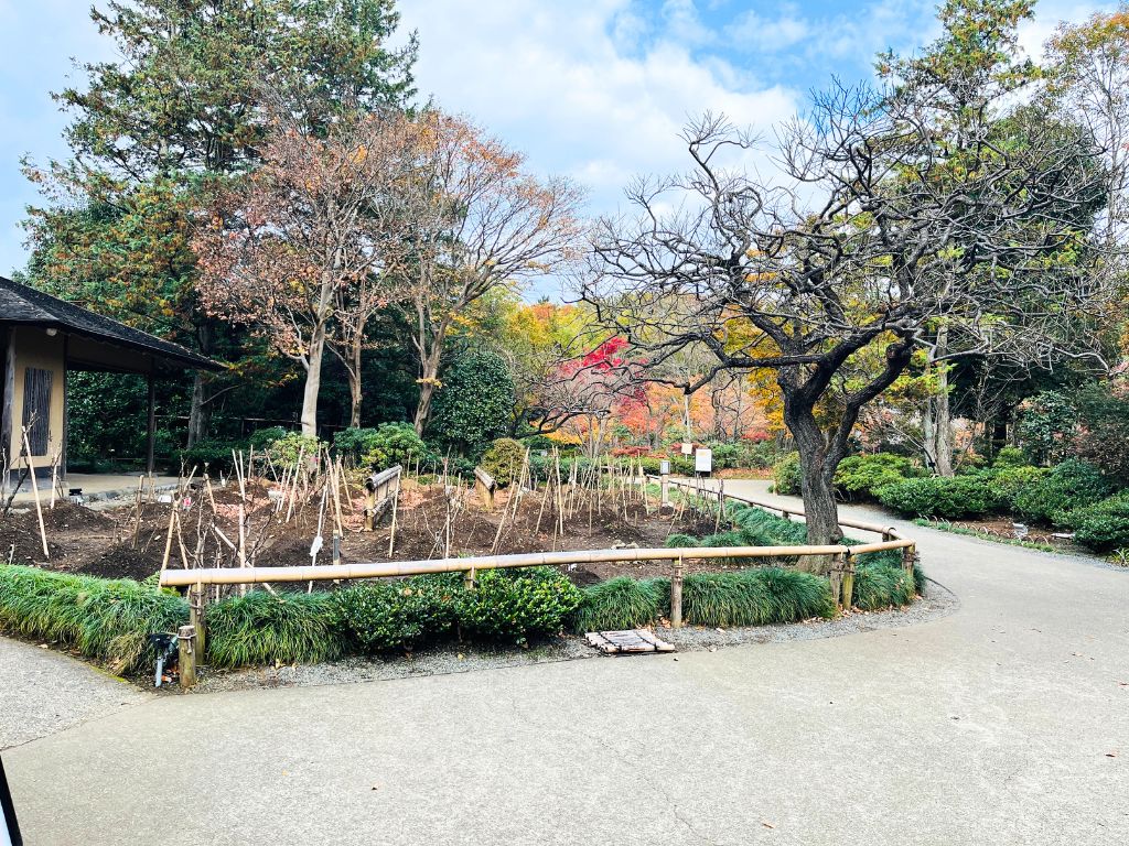 昭和記念公園日本庭園の紅葉